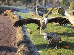 Bei den Greifvögeln im Zoo 02_18 (2)