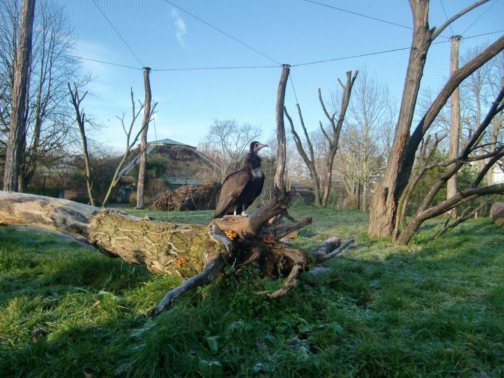 Bei den Greifvögeln im Zoo 02_18 (4)