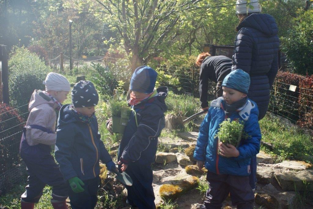 Pflanzen von Kraütern für die Schildkröten (2)